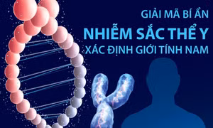 Giải mã bí ẩn nhiễm sắc thể Y xác định giới tính nam