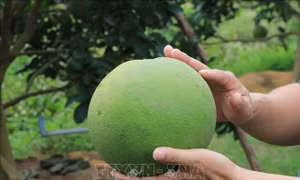 Mỹ chấp nhận mở cửa thị trường cho trái bưởi Việt Nam