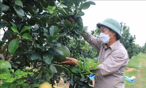 Phát triển thương hiệu bưởi da xanh Xuân Lai