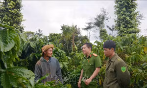 Đảm bảo an ninh trật tự mùa vụ thu hoạch cà phê