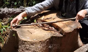 Phú Yên: Rừng thuộc Di tích lịch sử Hội trường Mùa Xuân bị xâm hại