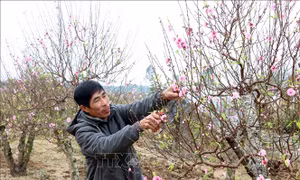 Nhộn nhịp làng nghề Phù Liễn