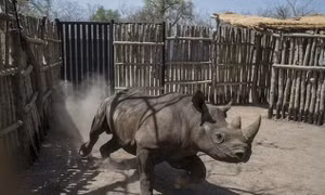 'Ngõ cụt' hồi sinh tê giác tại CH Chad