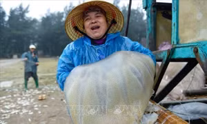 Khai thác sứa biển mang lại thu nhập khá cho ngư dân