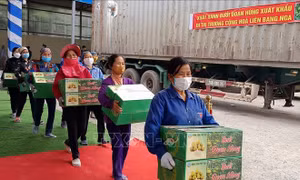 Kết nối tiêu thụ nông sản: Mã số vùng trồng cần đi trước một bước
