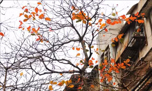 Hà Nội đẹp lạ lùng mùa cây thay lá