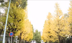 Nao lòng sắc Thu vàng đến muộn ở Tokyo