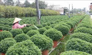 Nhà vườn ở Chợ Lách giảm sản lượng hoa cảnh phục vụ Tết