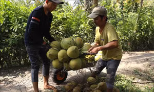 Tiền Giang: Giá dừa trái tăng gấp đôi