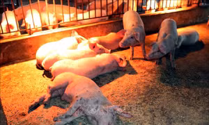 Hà Nội: Khởi tố 8 bị can trong đường dây giết mổ, tiêu thụ lợn bệnh