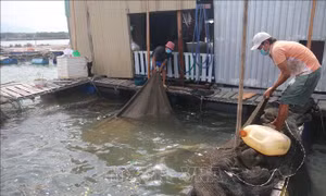 Giá giảm, thời tiết khắc nghiệt khiến người nuôi cá lồng bè gặp khó