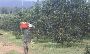 Mùa cam ngọt trên đất đồi Xuân Hòa