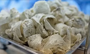 Sắp xuất khẩu lô tổ yến đầu tiên sang Trung Quốc
