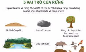 Ngày Quốc tế về Rừng 21/3/2021: 5 vai trò của rừng