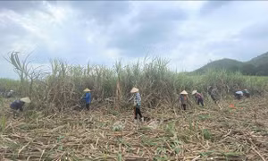 Đầu tư 430 tỷ đồng cho vùng nguyên liệu mía 