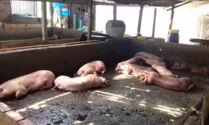 Sóc Trăng kịp thời tiêu hủy lợn nhiễm dịch tả châu Phi