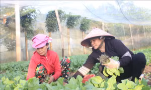 Người dân vùng biên thu nhập ổn định nhờ trồng rau hữu cơ