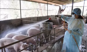 Quảng Trị công bố dịch tả lợn châu Phi