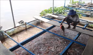 Khuyến khích nuôi thủy sản lồng bè trên sông Tiền