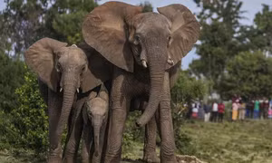 Kenya chào đón cặp voi sinh đôi quý hiếm ngày đầu năm mới