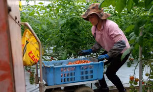 Nhật Bản xem xét áp dụng một mức lương tối thiểu giữa nông thôn và thành thị 