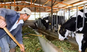 'Hái' ra tiền từ chăn nuôi bò sữa