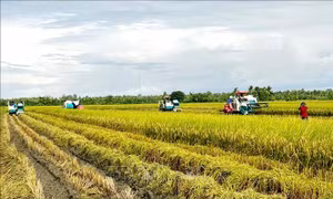 Sản xuất lúa, tôm đặc sản cho nông dân thu nhập bạc tỷ