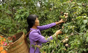 Mận Tam Hoa được mùa, được giá