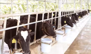 Hơn 2.200 tỷ đồng phát triển đàn bò theo hướng hàng hóa