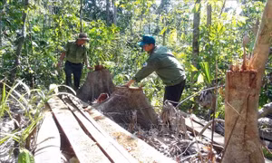 Bắt giữ các đối tượng phá rừng giáp ranh ở Phú Yên