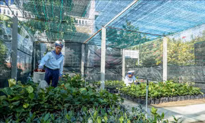Biển đảo Việt Nam: Cho Trường Sa thêm xanh