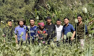 Tạm giữ đối tượng trồng hàng nghìn cây thuốc phiện trong rừng sâu