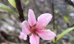 Sức hút đào phai Đông Sơn 