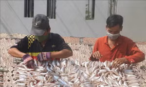 Làng làm khô, mắm Vàm Láng vào mùa