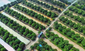 Tái cơ cấu nông nghiệp gắn với xây dựng nông thôn mới