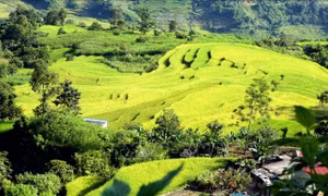Mùa Vàng trên vùng biên giới Sì Lở Lầu