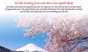 Lễ hội thưởng hoa anh đào của người Nhật