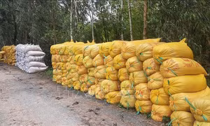 Giá lúa vụ Hè Thu ở Đồng Tháp tăng