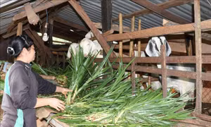 Giảm nghèo vùng đồng bào dân tộc thiểu số: Trao cần câu hơn trao xâu cá
