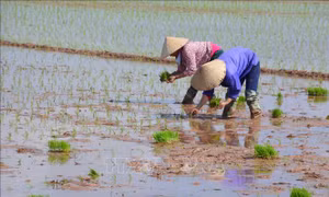 Trên 96% diện tích đã có nước gieo cấy