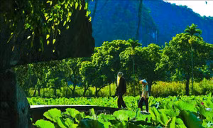 Bích Động đẹp nên thơ trong mùa sen ngát hương