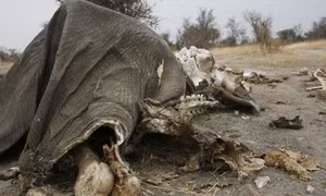 55 con voi rừng chết vì đói và khát trong vườn quốc gia của Zimbabwe