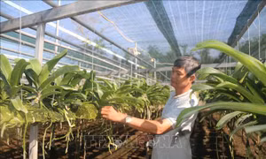 Làm giàu từ trồng hoa lan
