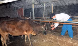 Vùng cao phòng, chống đói, rét cho đàn vật nuôi