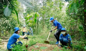 Trồng rừng tạo thêm sinh cảnh cho đàn voi tự nhiên