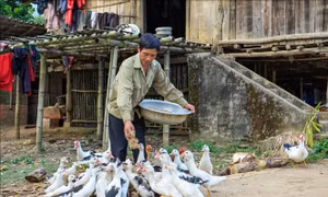 Người dân Mường Ảng thoát nghèo nhờ vốn vay chính sách 