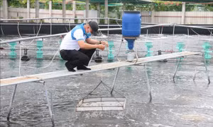 Bến Tre đề nghị được hỗ trợ 30 tấn hóa chất chống dịch trên tôm