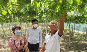 Ninh Thuận phát huy tiềm năng vùng đất 'ít mưa, thừa nắng'