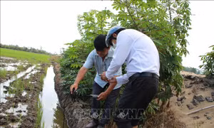 Ngành nông nghiệp báo cáo về tác động dùng cát biển làm vật liệu san lấp với sản xuất lúa