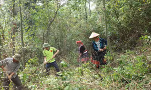 Chi trả dịch vụ môi trường rừng - Bài cuối: Sức mạnh từ sự đoàn kết giữ rừng